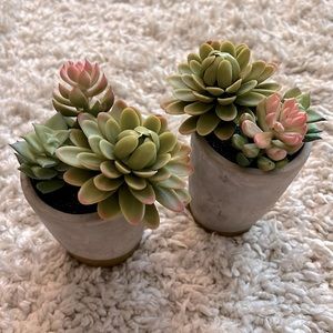 Set of 2 Faux Succulent Accents